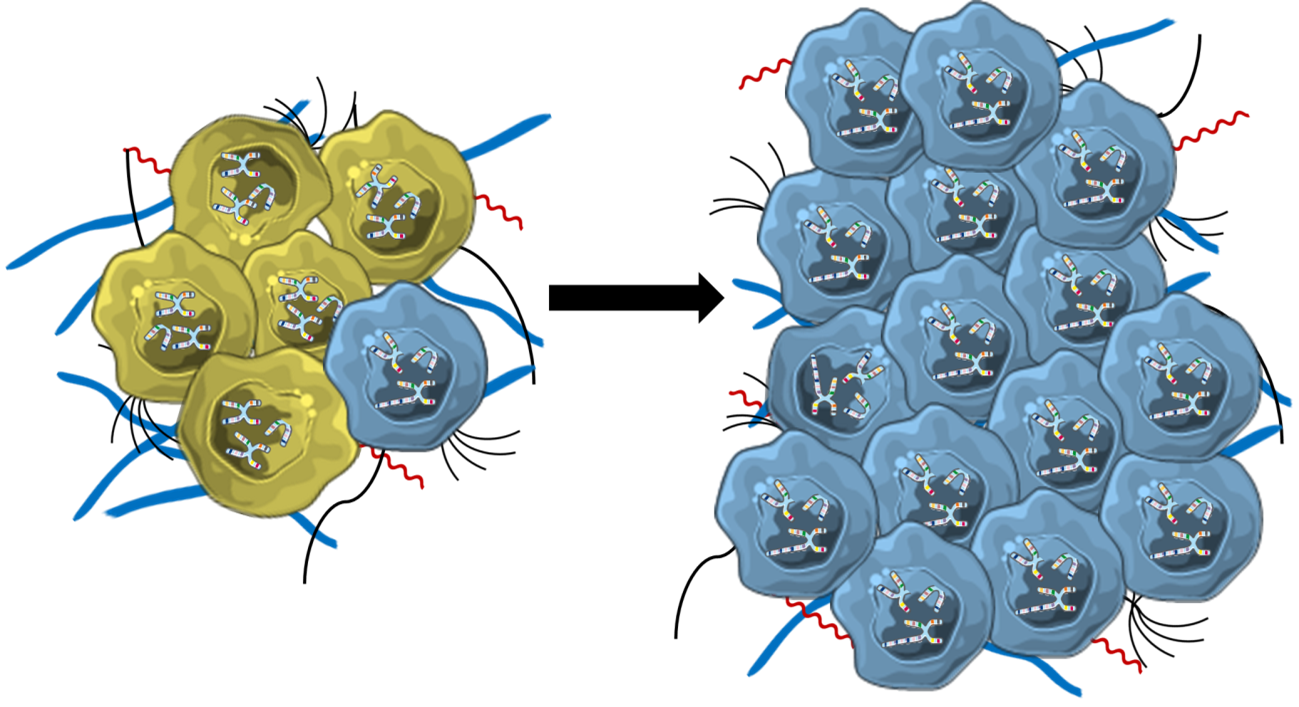 Buscan nuevas terapias para el neuroblastoma a partir del análisis de la rigidez de la matriz extracelular