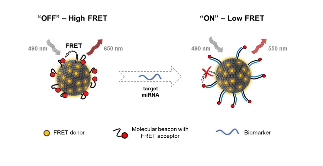 Nuevas nanovesículas fluorescentes para detección intracelular de biomarcadores