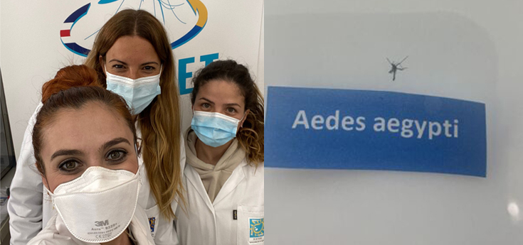 Detectadas dos larvas del mosquito Aedes aegypti en La Palma