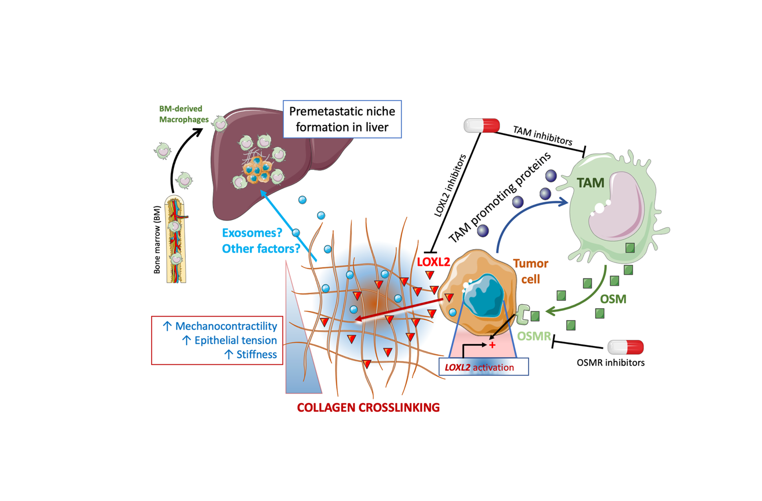 Desgranan los componentes importantes del microambiente fibroinflamatorio del cáncer de páncreas