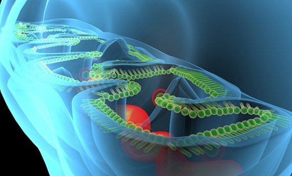 El tejido adiposo blanco es el más vulnerable a los cambios metabólicos causados por la obesidad El tejido adiposo blanco es el más vulnerable a los cambios metabólicos causados por la obesidad