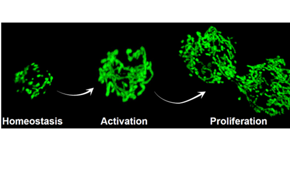 Identifican un mecanismo que mantiene la función mitocondrial en las células madre musculares y que puede estimularse en la vejez Identifican un mecanismo que mantiene la función mitocondrial en las células madre musculares y que puede estimularse en la vejez