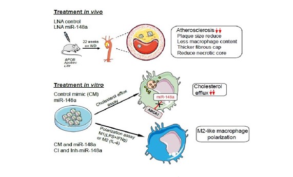 La inhibición de miR-148a disminuye la progresión de la arteriosclerosis La inhibición de miR-148a disminuye la progresión de la arteriosclerosis