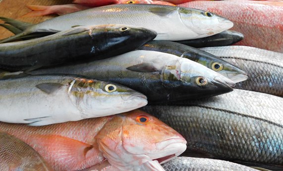 El pescado azul puede prevenir y mejorar el dolor en personas mayores El pescado azul puede prevenir y mejorar el dolor en personas mayores