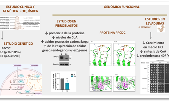 Describen un nuevo error congénito del metabolismo causado por un defecto en la síntesis de Coenzima A Describen un nuevo error congénito del metabolismo causado por un defecto en la síntesis de Coenzima A