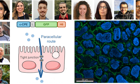Convertir toxinas en aliados: una herramienta biotecnológica para cruzar barreras celulares Convertir toxinas en aliados: una herramienta biotecnológica para cruzar barreras celulares