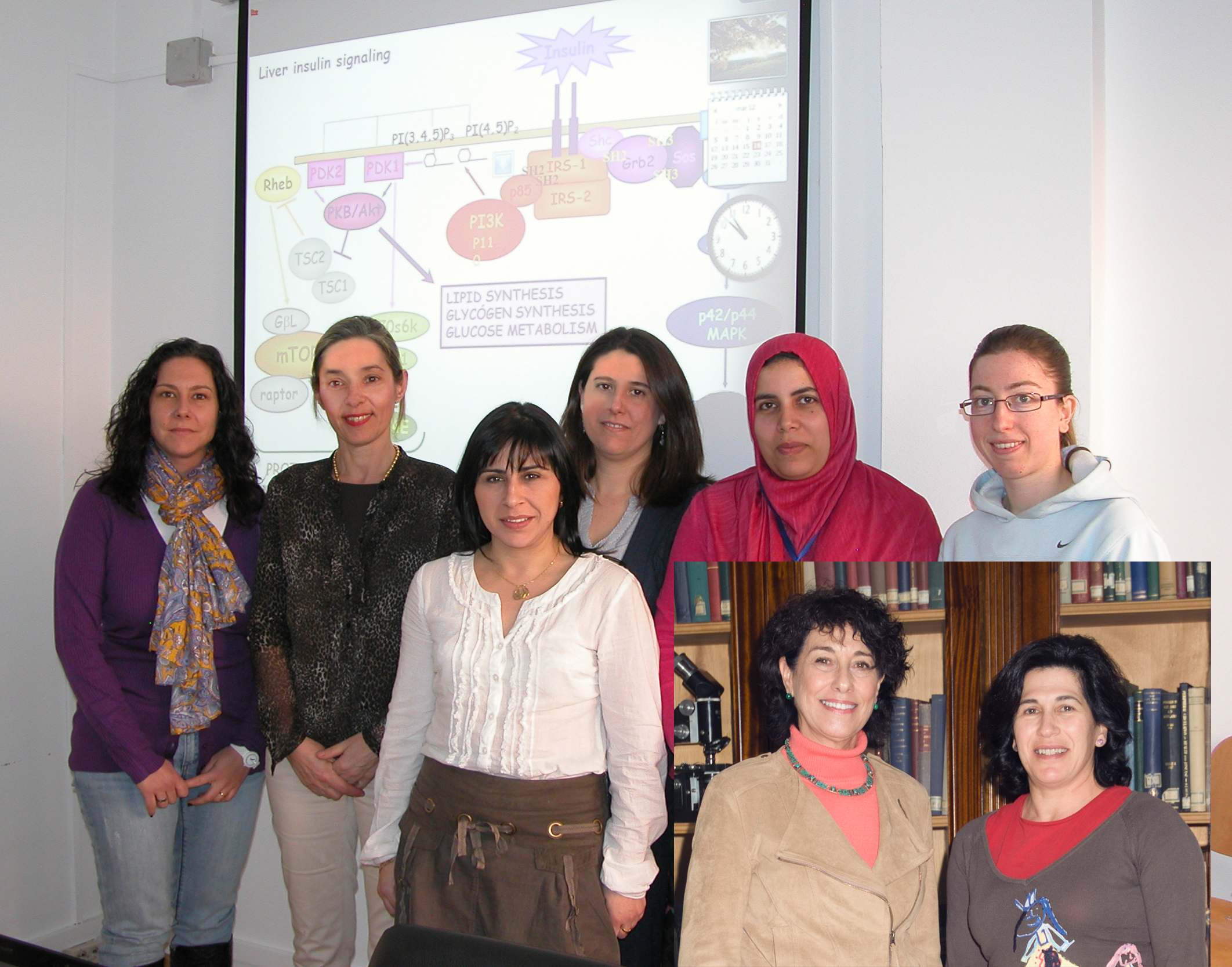 Encuentran un tratamiento eficaz frente a la enfermedad hepática crónica en modelos experimentales de EHGNA y DM2